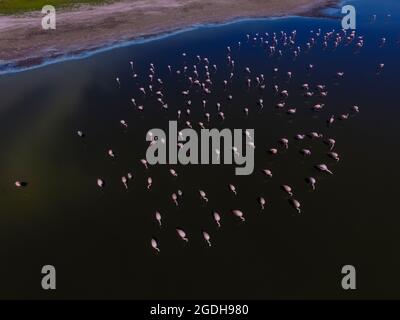 Flamingos fock in einer Lagune von Pampas, Provinz La Pampa, Patagonien, Argentinien Stockfoto