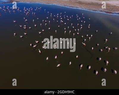 Flamingos fock in einer Lagune von Pampas, Provinz La Pampa, Patagonien, Argentinien Stockfoto