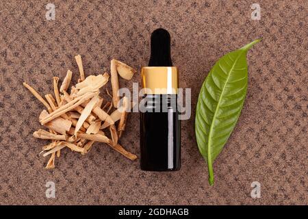 Tabernaemontana undulata Holz und Blatt. Sananga Augentropfen. Stockfoto