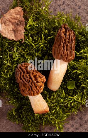 Detailaufnahme von Verpa bohemica - essbarer und köstlicher Pilz, bekannt als frühe Morelle oder faltiger Flügelkappe auf grünem Moos. Stockfoto