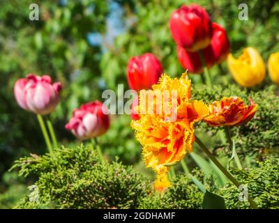 Einzelne gekräuselte gelbe Tulpe vor mehreren roten Tulpen im unscharfen Hintergrund im Sonnenlicht Stockfoto