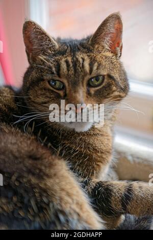Nahaufnahme des Porträts einer tabby Katze Stockfoto