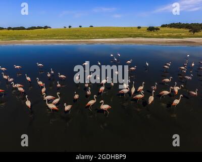 Flamingos fock in einer Lagune von Pampas, Provinz La Pampa, Patagonien, Argentinien Stockfoto