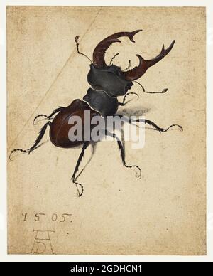 Albrecht Dürer – 1471-1528 – Stag Beetle; 1505 – Aquarell und Gouache; Vereinigte Staaten Stockfoto
