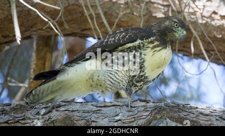 Jungtiere Rotschwanzhaie auf der Nahrungssuche auf einer Kiefer. Santa Clara County, Kalifornien, USA. Stockfoto