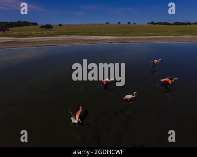 Flamingos fock in einer Lagune von Pampas, Provinz La Pampa, Patagonien, Argentinien Stockfoto