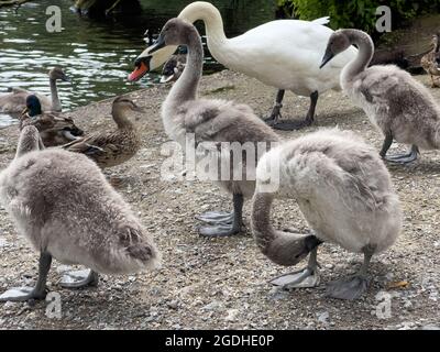Eine Schar Schwäne steht neben dem Wasser. Stockfoto