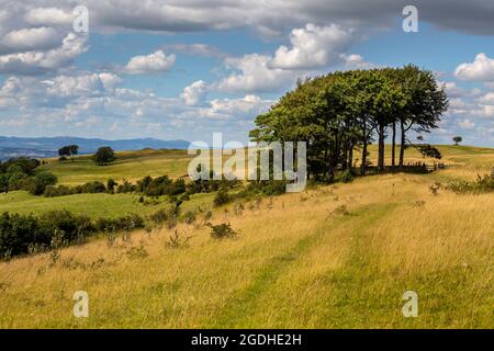 Der Eingang zum Prestbury Hill Nature Reserve am Cleeve Common, Cheltenham Spa, Gloucestershire, England Stockfoto