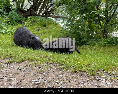 Zwei Nutria im Gras kämpfen um Nahrung. Stockfoto