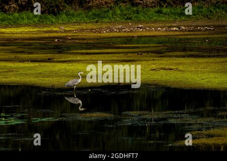 Ein Graureiher, der an einem Sommermorgen auf dem See Derwentwater im englischen Lake District reflektiert Stockfoto