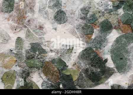 Gestreifte Blumen auf Mulberry Papier Textur Hintergrund Stockfoto