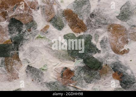 Gestreifte Blumen auf Mulberry Papier Textur Hintergrund Stockfoto