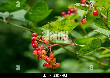 Wacholderrose / Wasserelder / Schneeballbaum (Viburnum opulus) Nahaufnahme von roten Beeren / Früchte, die im Sommer im Wald am Busch hängen Stockfoto