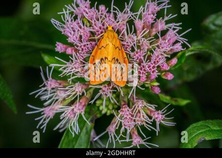 Rosiger Fußmann (Miltochrista miniata), der sich im Sommer mit Hanf-Agrimonie/heiligem Seil (Eupatorium cannabinum) ernährt Stockfoto