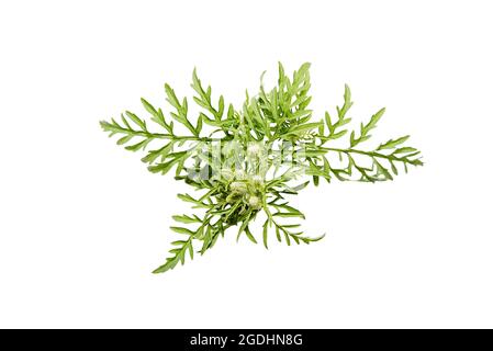 Saisonale Allergie-Zweig der Ragweed-Pflanze isoliert auf weißem Hintergrund. Blüten und Blätter von Ambrosia artemisiifolia. Stockfoto