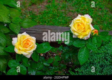 Zwei große, neu eröffnete Rosenblüten mit atemberaubenden rosa, gelben, pfirsichfarbenen und orangefarbenen Blütenblättern Stockfoto