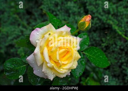 Einzelne große Rose mit mehrfarbigen Blütenblättern und einer neuen Knospe auf einem verschwommenen dunkelgrünen Hintergrund -10 Stockfoto