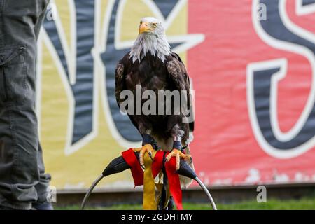 Deventer, Niederlande. August 2021. DEVENTER, NIEDERLANDE - 14. AUGUST: MASCOT Eagle Harley während des niederländischen Eredivisie-Spiels zwischen Schieß los. Eagles und SC Heerenveen am 14. August 2021 in De Adelaarshorst, Niederlande (Foto von Marcel ter Bals/Orange Bilder) Kredit: Orange Pics BV/Alamy Live Nachrichten Stockfoto