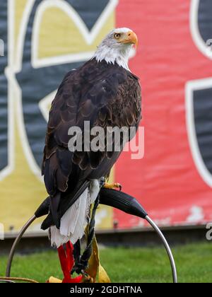 Deventer, Niederlande. August 2021. DEVENTER, NIEDERLANDE - 14. AUGUST: MASCOT Eagle Harley während des niederländischen Eredivisie-Spiels zwischen Schieß los. Eagles und SC Heerenveen am 14. August 2021 in De Adelaarshorst, Niederlande (Foto von Marcel ter Bals/Orange Bilder) Kredit: Orange Pics BV/Alamy Live Nachrichten Stockfoto