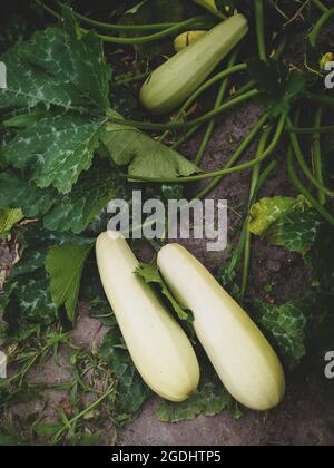 Zwei frisch geerntete Gemüsesorten marschsen im Garten auf dem Boden Stockfoto