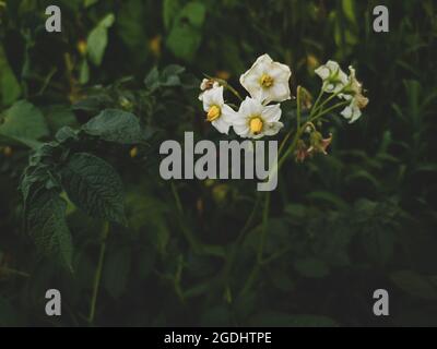 Blühende weiße Kartoffelblüten auf einem Feld auf dunkelgrünem Hintergrund Stockfoto