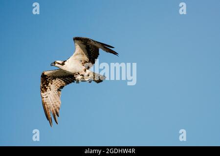Blick von unten auf einen Fischadler, der mit einem Skulpin über einen blauen Himmel fliegt Stockfoto