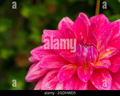 Nahaufnahme einer wunderschönen rosa „Scaur Swinton“-Dahlia-Blume im Sommer Stockfoto