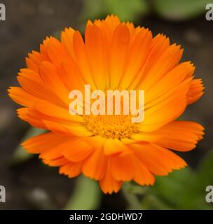 Nahaufnahme einer leuchtend orangefarbenen und gelben Calendula-Blume (Calendula officinalis), auch bekannt als Pot Marigold oder English Marigold Stockfoto