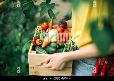 Frau hält frisch geerntetes Gemüse in einer Kiste auf Bio Stockfoto