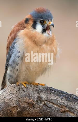 Ein amerikanischer Kestrel thronte und rief Stockfoto