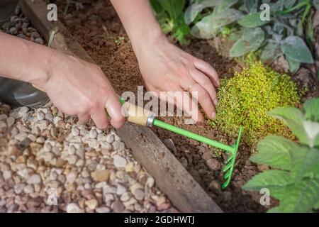 Gartenarbeit. Eine Gärtnerin, die an einem Sommertag für Blumen sorgt. Pflanzt Keimlinge und entfernt Unkraut. Von oben, Draufsicht Stockfoto