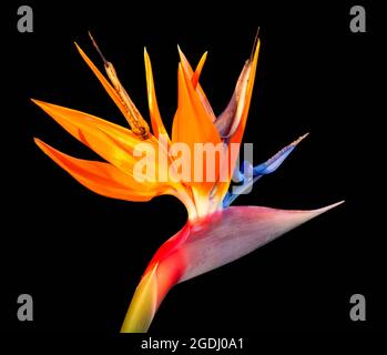 Paradiesvogelblume aus der Nähe isoliert auf schwarzem Hintergrund Stockfoto