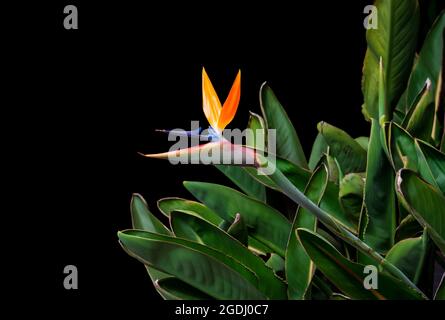 Paradiesvogelblume Nahaufnahme grüne Blätter Ausschnitt isoliert auf schwarzem Hintergrund Stockfoto