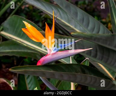 Vogel des Paradieses Blume Nahaufnahme grünen Blatt Hintergrund Stockfoto
