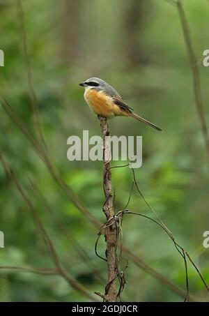 Grauer Raubwürger (Lanius tephronotus), Erwachsener, der auf dem toten Zweig Chiang Dao, Thailand, thront November Stockfoto