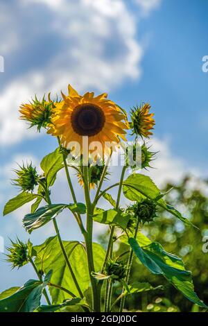 Nahansicht einer gelben Sonnenblume und ihrer Scheibe mit vielen kleinen Blüten im Sommer Stockfoto