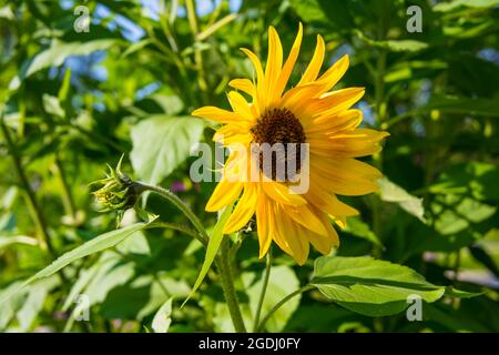 Nahansicht einer gelben Sonnenblume und ihrer Scheibe mit vielen kleinen Blüten im Sommer Stockfoto