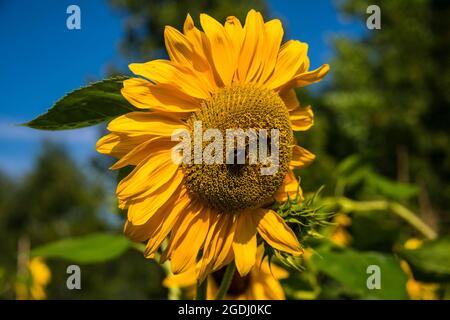 Nahansicht einer gelben Sonnenblume und ihrer Scheibe mit vielen kleinen Blüten im Sommer Stockfoto