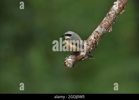 Grauer Raubwürger (Lanius tephronotus), Erwachsener, der auf dem toten Zweig Chiang Dao, Thailand, thront November Stockfoto