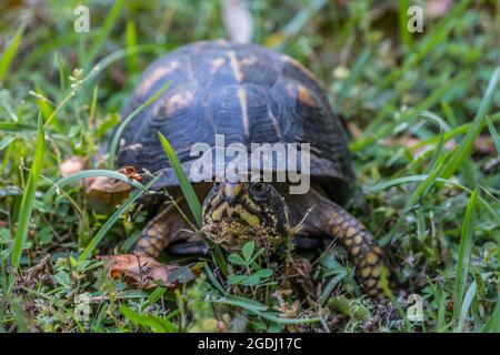 Erwachsene weibliche Kastenschildkröte kriecht durch das Gras und schaut sich um, um im späten Frühling Schutz zu finden Stockfoto