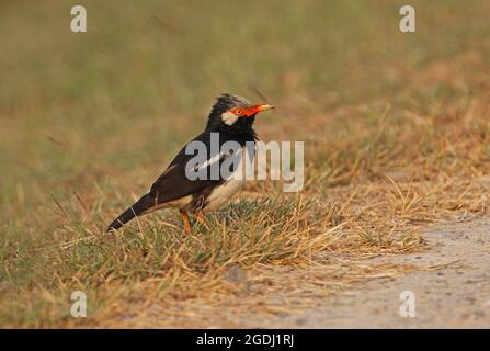 Asiatischer Rattenstarling (Gracupica contra floweri) Erwachsener, der auf dem Boden Thailands steht Februar Stockfoto