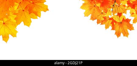 Herbstblätter isoliert auf weißem Hintergrund. Herbstkonzept. Stockfoto