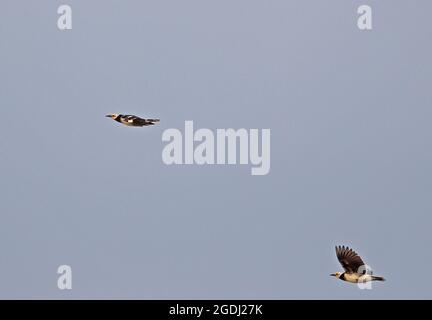 Schwarzhalsstarling (Gracupica nigricollis) zwei Erwachsene auf dem Flug Thaton, Thailand November Stockfoto