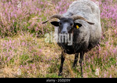 Westruper Heide, Haltern, NRW, 13. August 2021. Eine Herde Heidschnucken, eine norddeutsche Moorschafrasse, grast in der Heide bei der Westruper Heide, einem geschützten Heideland, das für seine saisonale Heide bekannt ist, ist in voller Blüte. Ein Teppich aus violetten Blumen bedeckt die Heide, die bei Wanderern und Trailläufern beliebt ist. Kredit: Imageplotter/Alamy Live Nachrichten Stockfoto