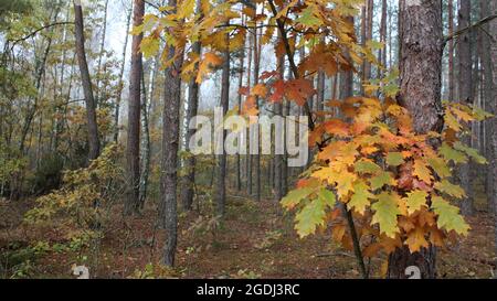 Schöner Wald an einem nebligen Herbstmorgen. Im Vordergrund sind Zweige einer jungen Eiche mit gelben Blättern zu sehen. Stockfoto