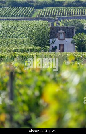 Die Cote de Beaune (im Vordergrund Les Beaux Fougets) und die Premier Cru Vineyards, Beaune FR Stockfoto