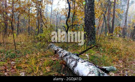 Schöner Wald an einem nebligen Herbstmorgen. Bäume mit gelben Blättern. Im Vordergrund ist eine gefallene Birke zu sehen. Stockfoto