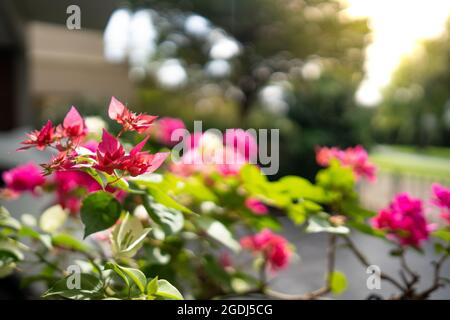 Nahaufnahme von rosa Bougainvillea-Blumen auf unscharfem Hintergrund Stockfoto