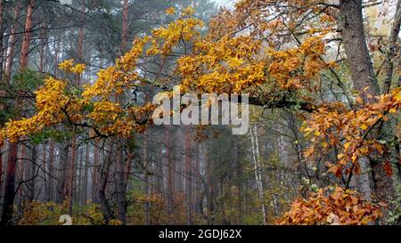 Schöner Wald an einem nebligen Herbstmorgen. Im Vordergrund ist ein großer Eichenzweig mit gelben Blättern. Stockfoto