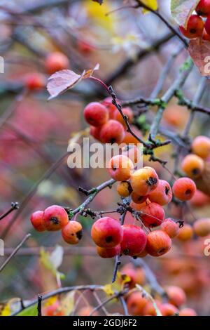 Gewöhnliche Weißdornbeeren im Herbst, rote Herbstbeeren, Beeren auf dem Land, Beeren auf dem Busch im Herbst, herbstliche Beeren, rote Beeren auf dem Busch. Stockfoto